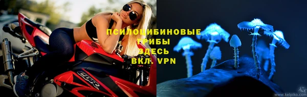 прущие грибы Елабуга
